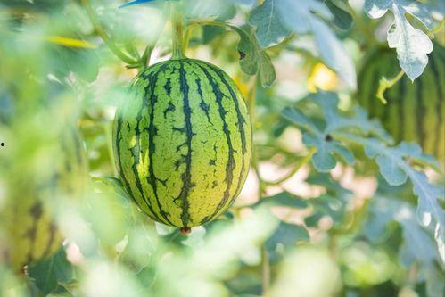 开封吃瓜最新事件爆料,揭秘最新事件幕后真相 第3张 开封吃瓜最新事件爆料,揭秘最新事件幕后真相 第3张